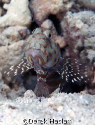Harlequin prawn goby. S2 Pro, 60mm. by Derek Haslam 